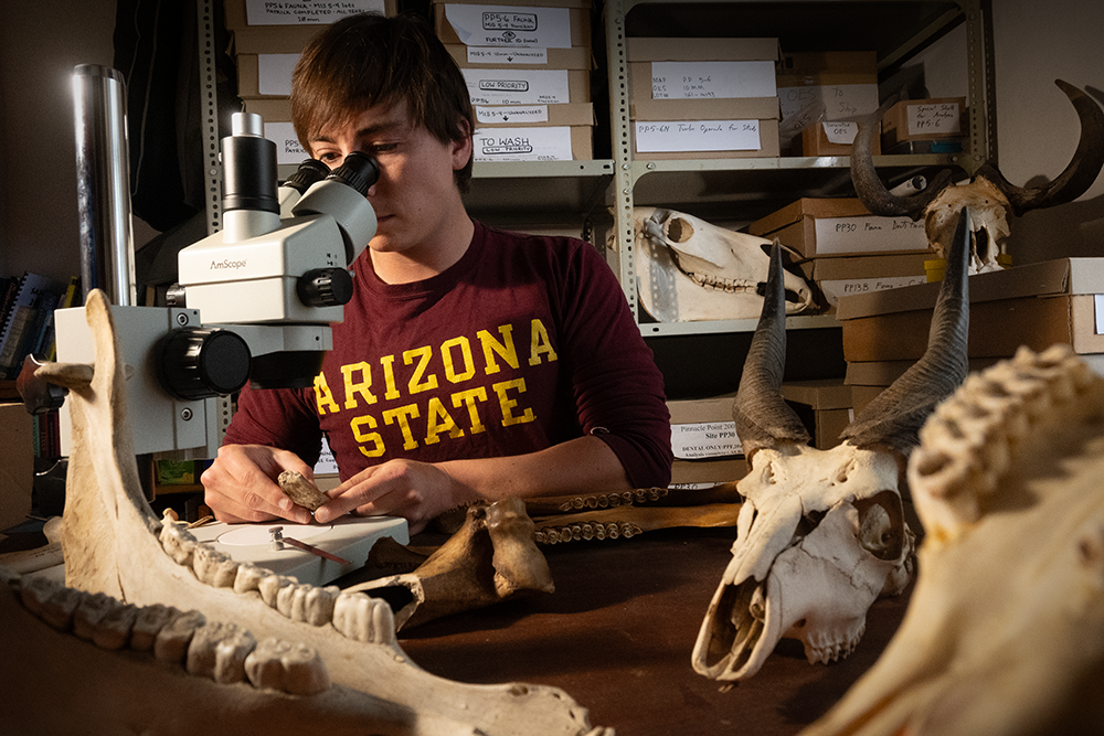 An ASU student examines bones at the Institute for Human Origins.