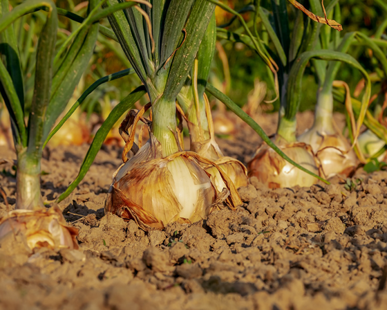 Group of large yellow onions in rocky dirt